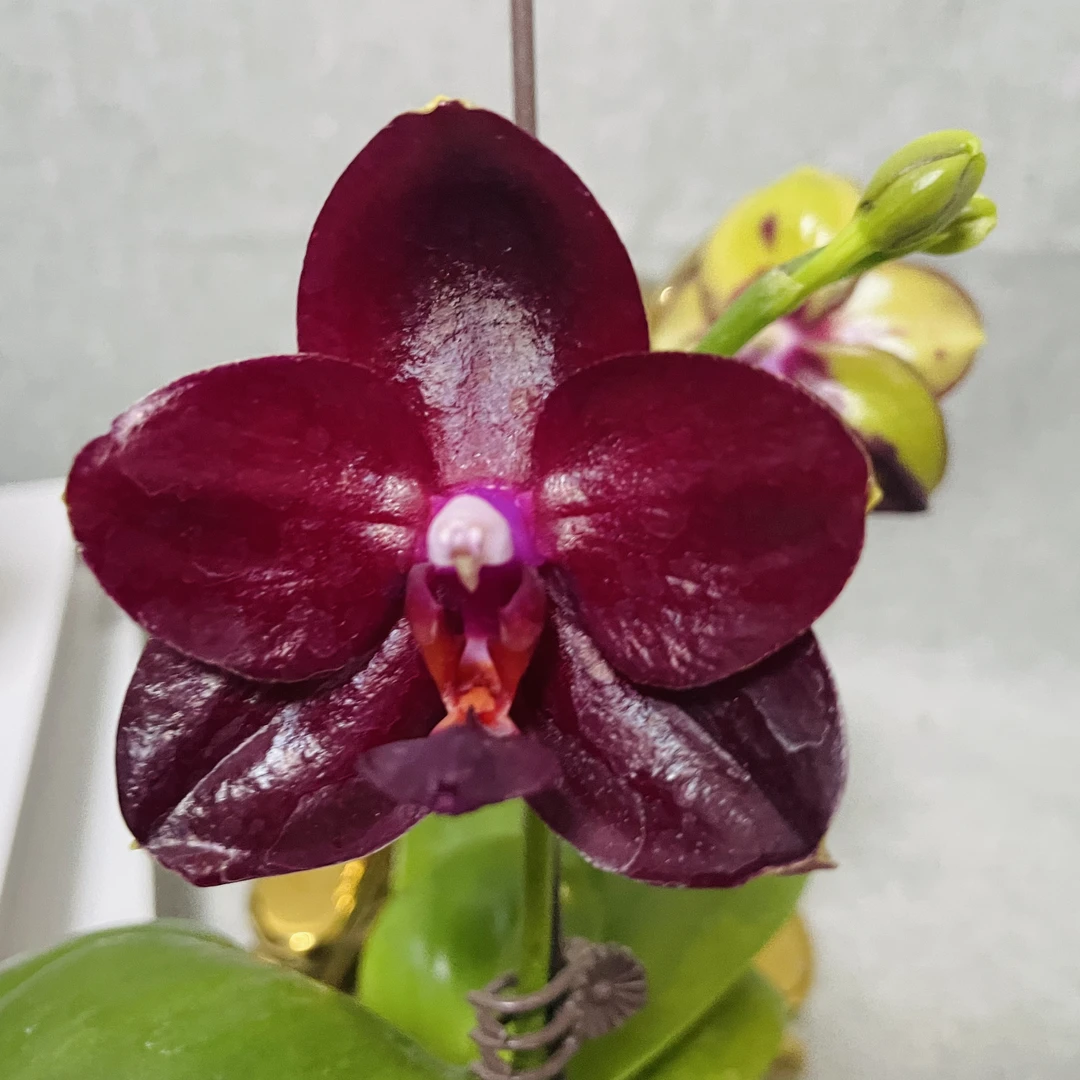 【香氛红宝石】蝴蝶兰室内年宵花鲜花绿植送礼亲戚礼物盆栽乔迁