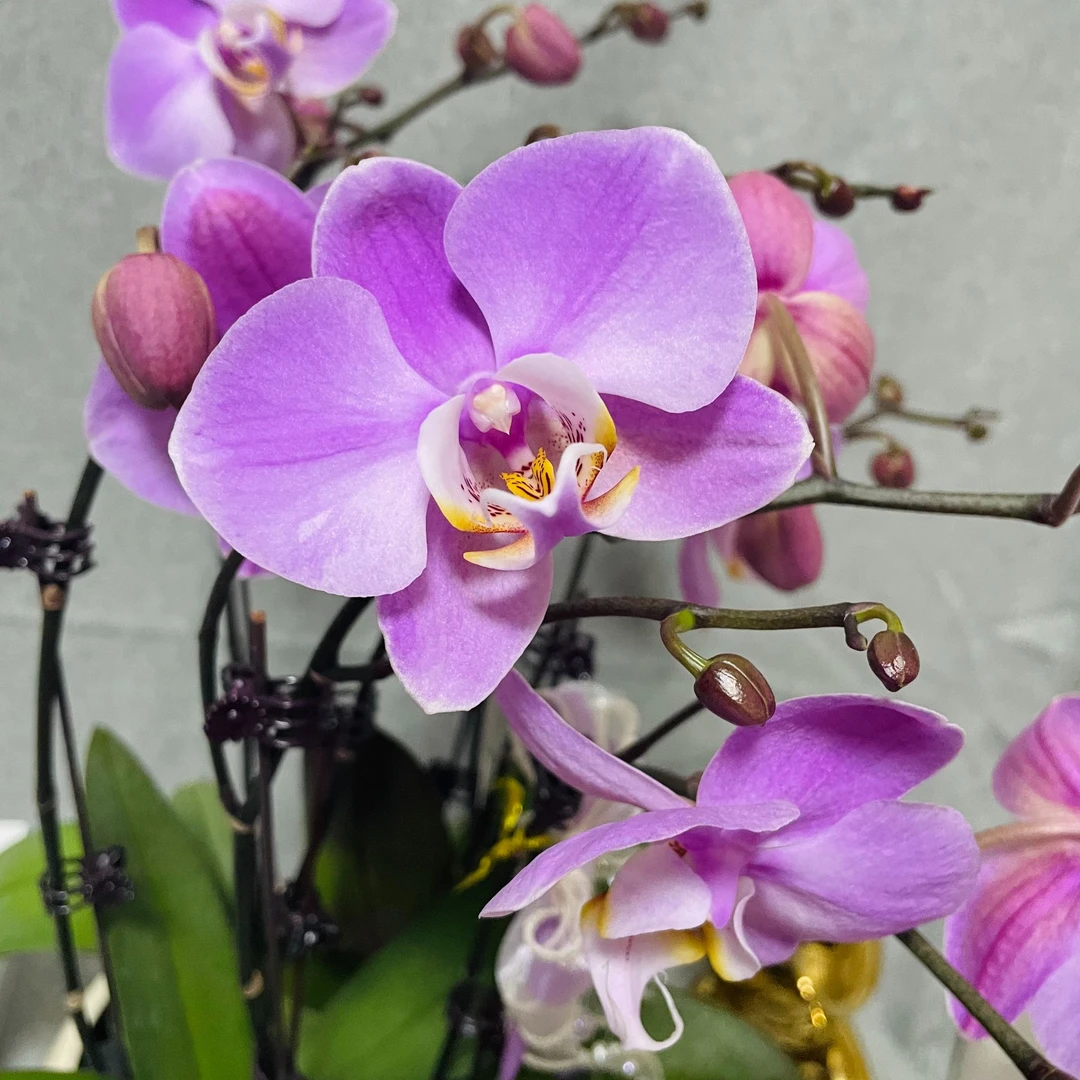 【密尔沃基】全开放无花苞 安祖 蝴蝶兰室内年宵花鲜花绿植送礼