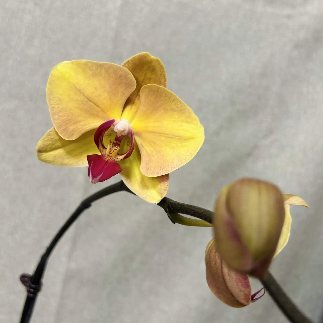 【芳美钻石】蝴蝶兰室内年宵花鲜花绿植送礼亲戚礼物盆栽乔迁