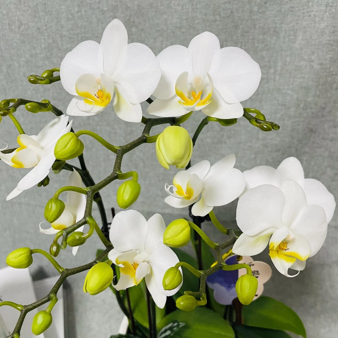 【苏黎世】蝴蝶兰室内年宵花鲜花绿植送礼亲戚礼物盆栽乔迁