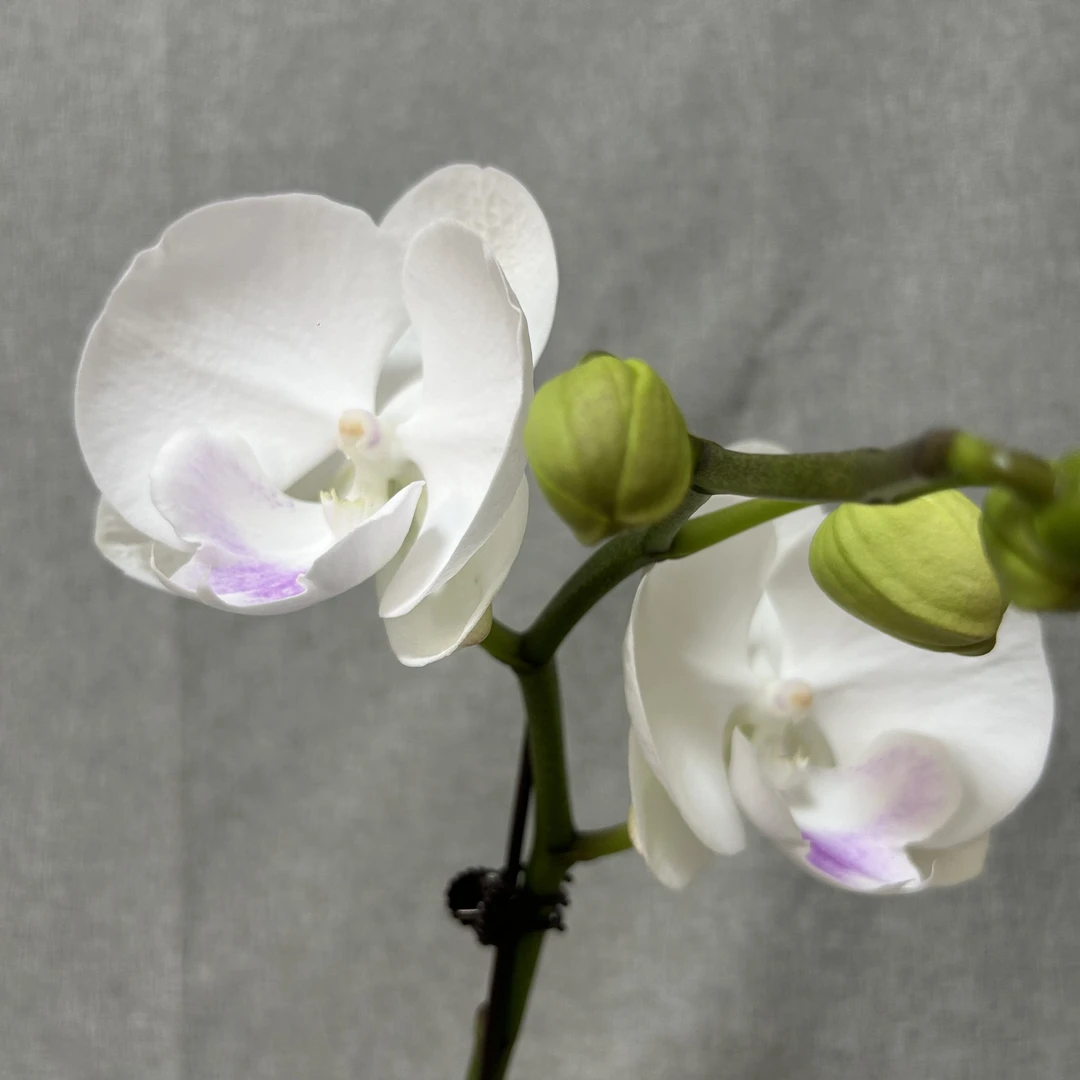 【月光宝盒】和鸣 蝴蝶兰精品室内鲜花绿植送礼亲戚礼物盆栽乔迁