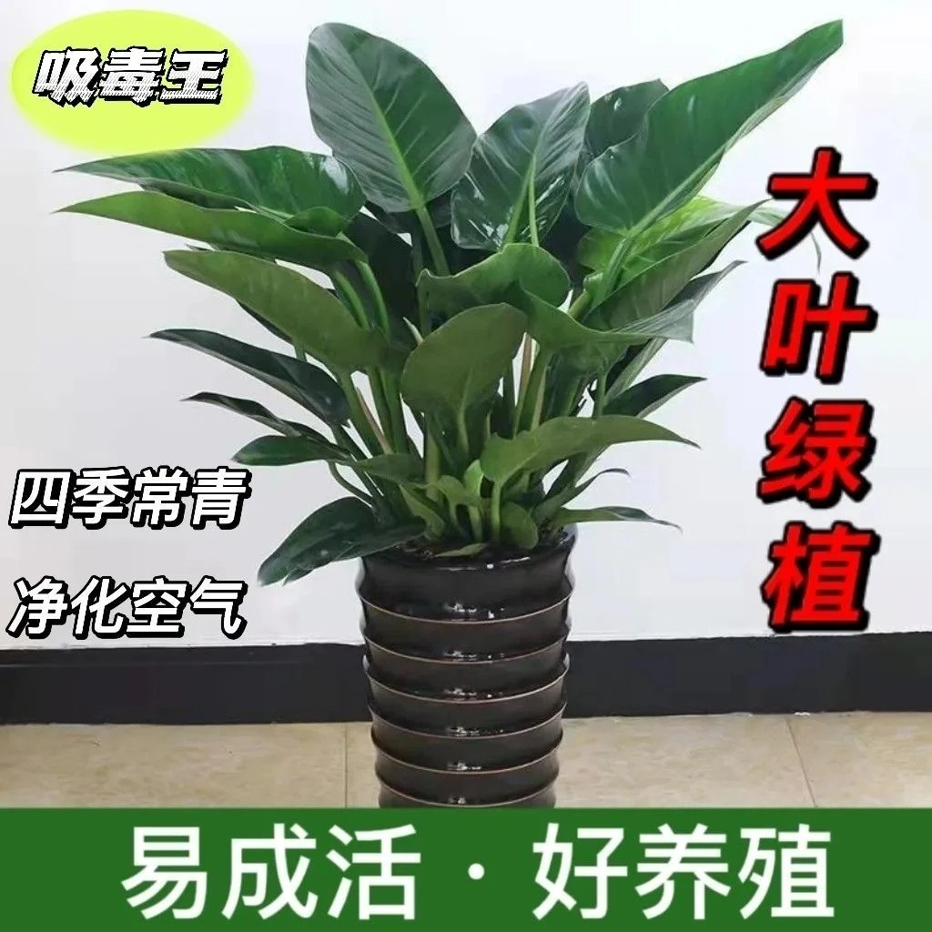 大叶金钻绿植盆栽室内客厅办公室四季常青好养发财树