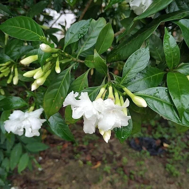 【带花苞】狗牙花盆栽四季常绿重瓣丁香花庭院阳台绿植花卉
