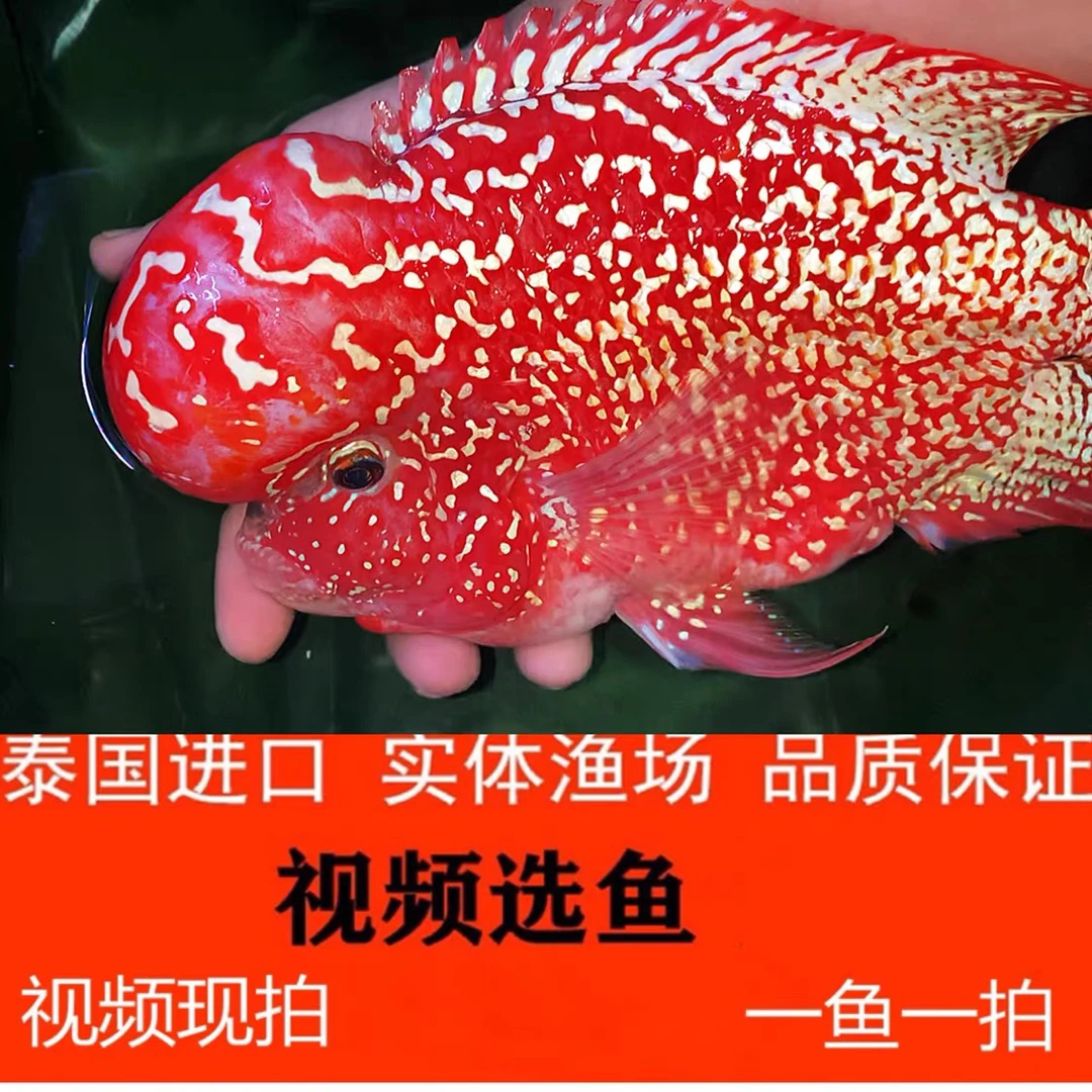 直播间选罗汉鱼成鱼起头大苗活体火凤凰金花爆头鸿运幻彩满银观赏