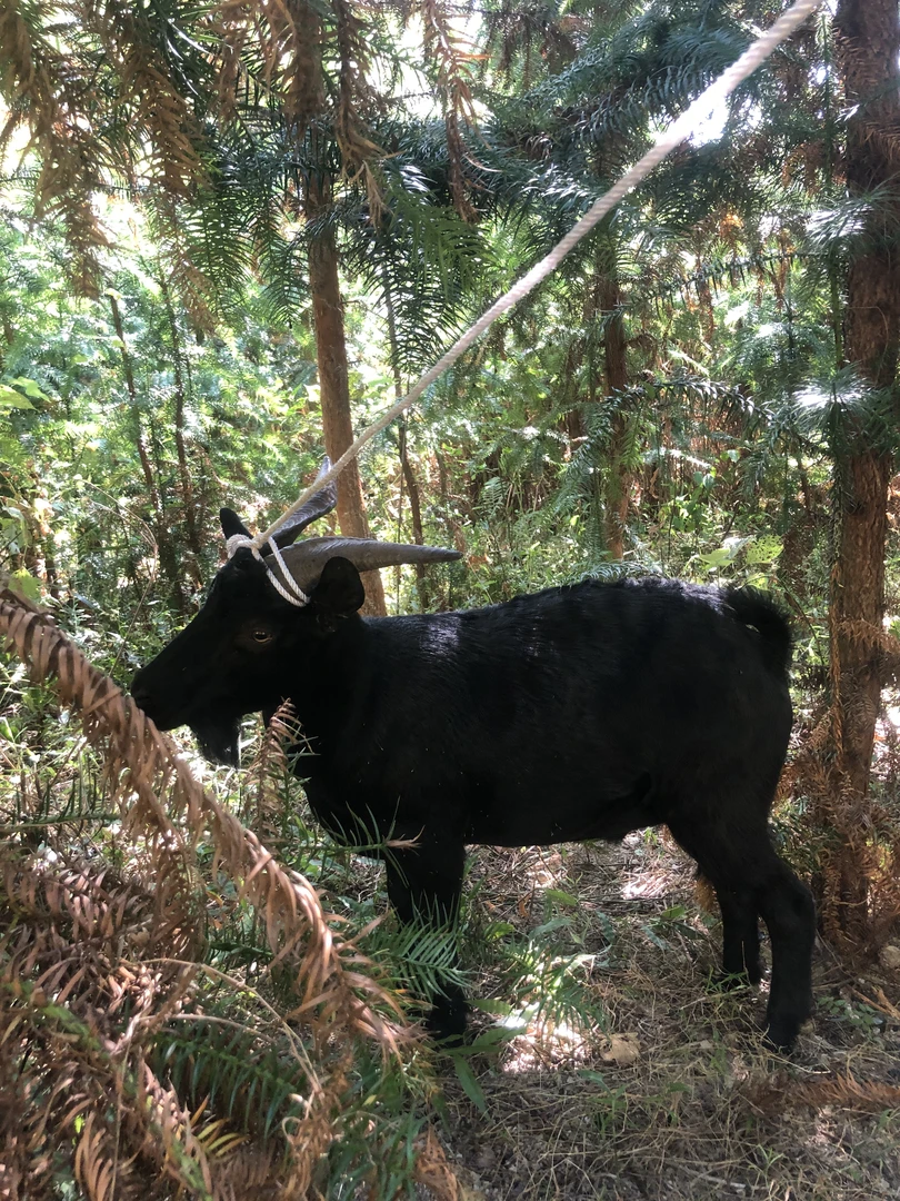 养在大山里的黑山羊 现场改价 顺丰包邮