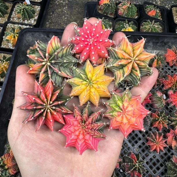 泰国肋骨锦进口实生自然锦一个