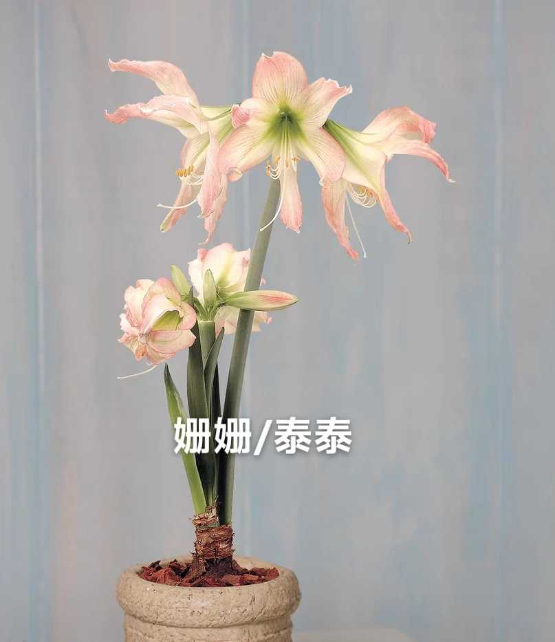 朱顶红【姗姗、蜻蜓、涂鸦】种球阳台花园满78包邮非偏远干球裸根发货