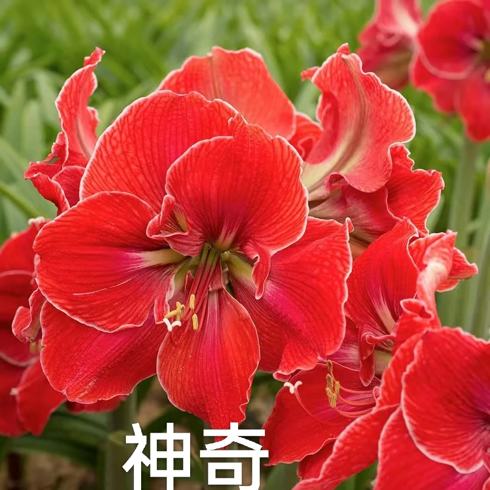 朱顶红【神奇.魔法触摸】种球阳台花园满78包邮非偏远干球裸根发货