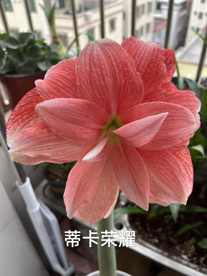 进口朱顶红【蒂卡荣耀】种球阳台花园满78包邮非偏远干球裸根发货