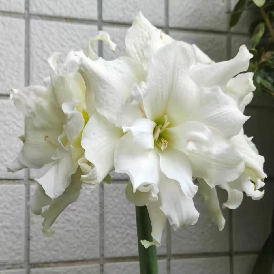 朱顶红【白雪公主】原生种球阳台花园满78包邮非偏远干球裸根发货