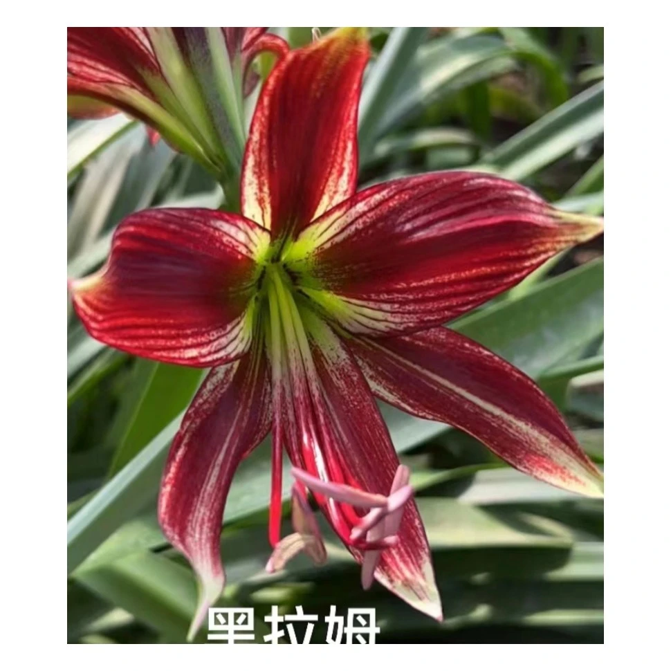 朱顶红【绿舞.黑拉姆.】种球阳台花园基地直发干球裸根发货