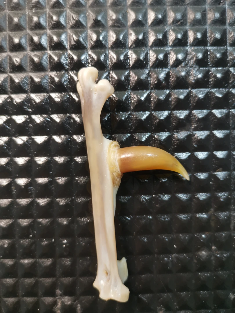 鸡凳子工艺品，单只精品，鹰嘴钩特色弯钩。