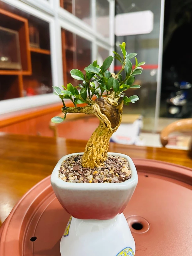 黄杨栀子盆景等一物一拍