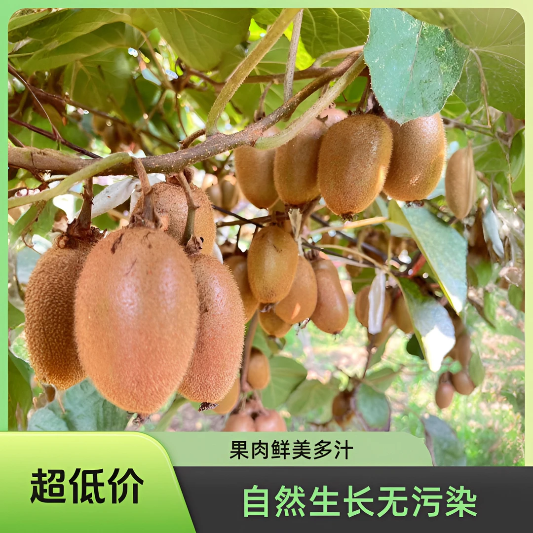 【陕西翠香】猕猴桃当季现摘新鲜猕猴桃皮薄肉厚汁多营养4斤4.5-5斤