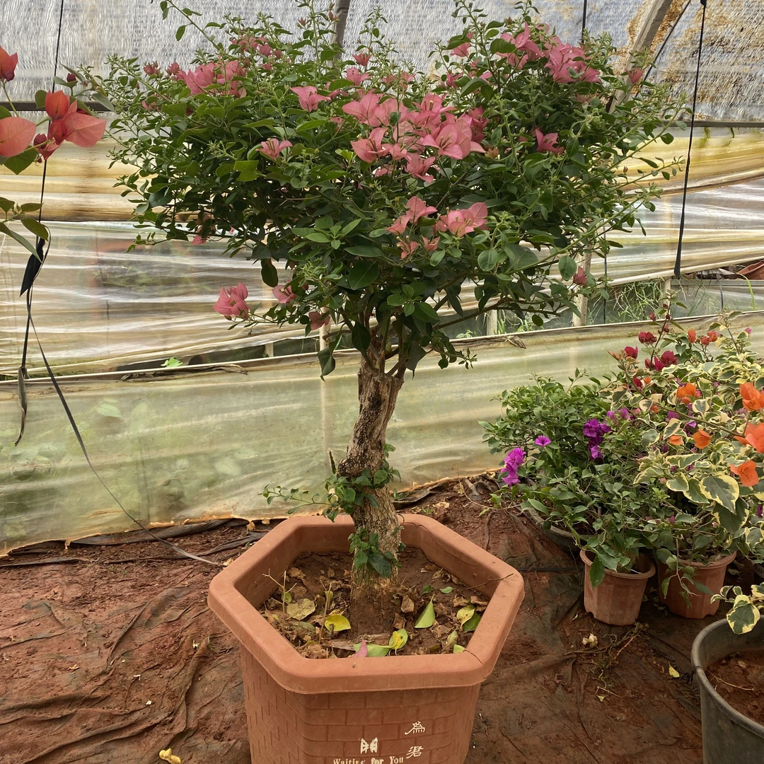 卡亚塔三角梅，高度1.6米，五年的老苗壮根盆栽漳红樱三角梅