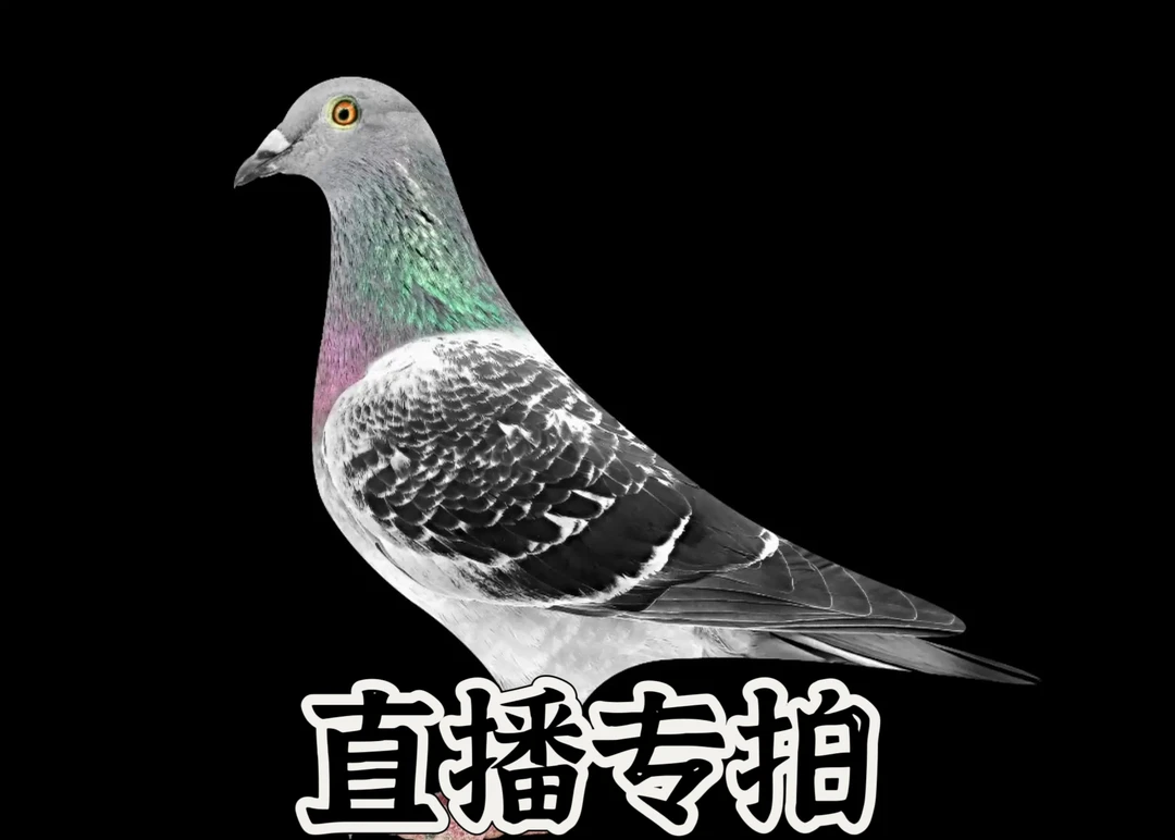 信鸽专拍专用链接