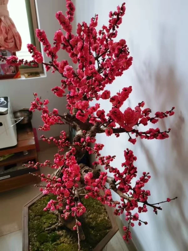 红梅花盆栽老桩海棠花红梅盆景绿梅花卉耐寒植物阳台室外盆栽