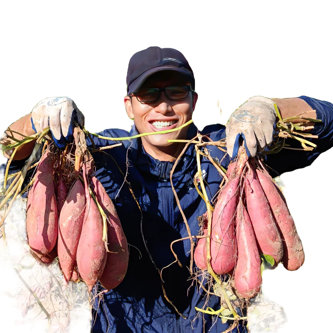 【六鳌蜜薯】漳州六鳌沙地农家红蜜薯粉糯香甜中大果小果净重5斤