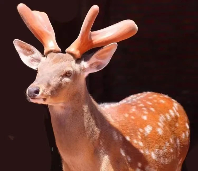 无品牌鹿乡二杠三叉称重包邮直播自选以实物为准食用