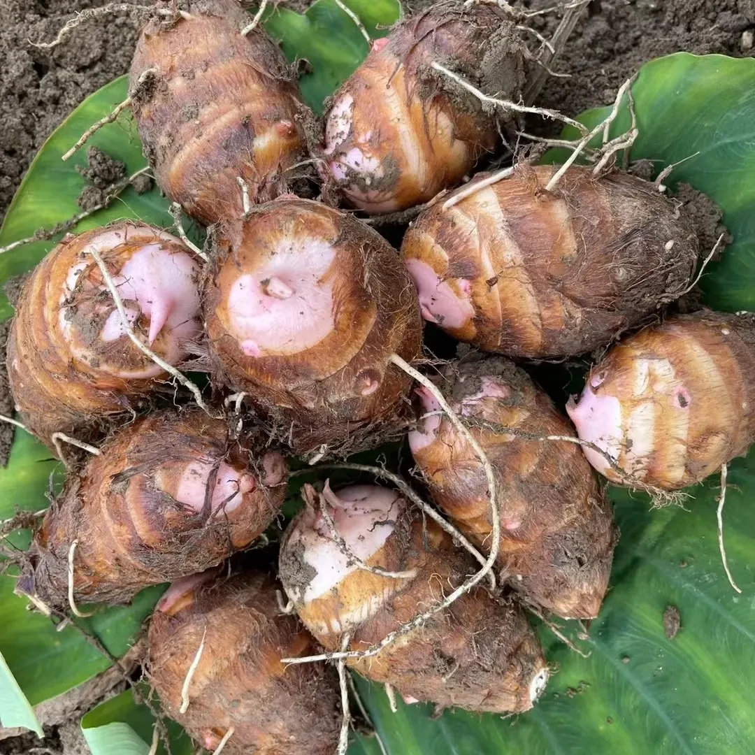 金华红芽芋艿新鲜现挖软糯毛芋头香芋小芋头红芋艿5/3/1斤芋头