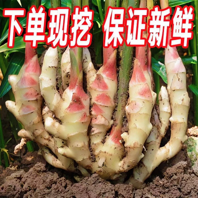 【胖仔姜】嫩姜新鲜姜炒菜姜当天挖当天发脆嫩泡姜