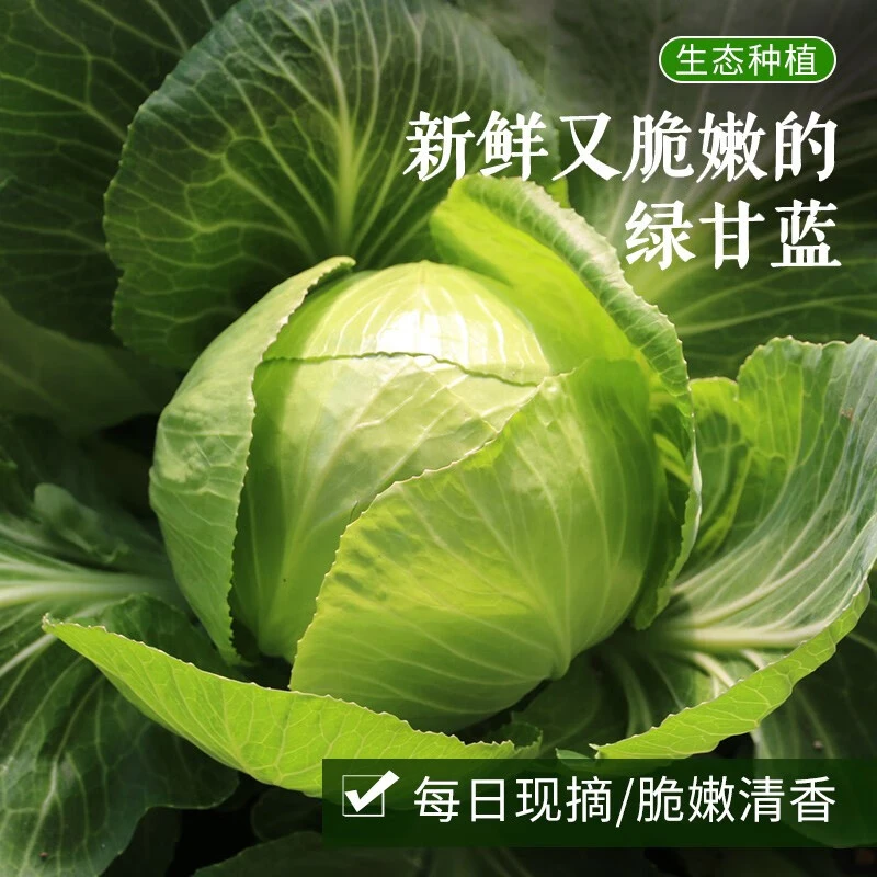 【现砍现发】甘蓝露天种植新鲜绿甘蓝卷心菜手撕包菜