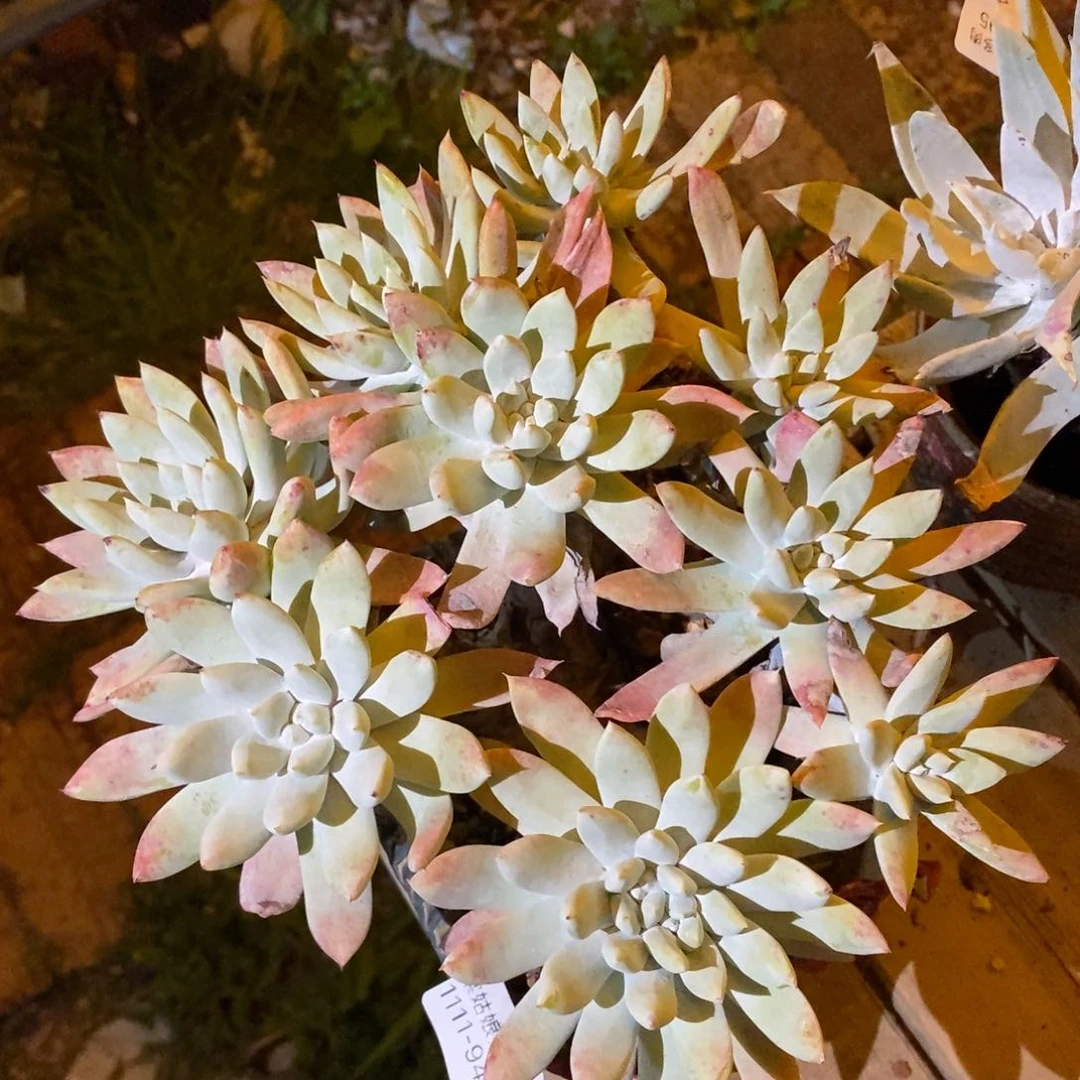 94号法瑞杂拇指大群