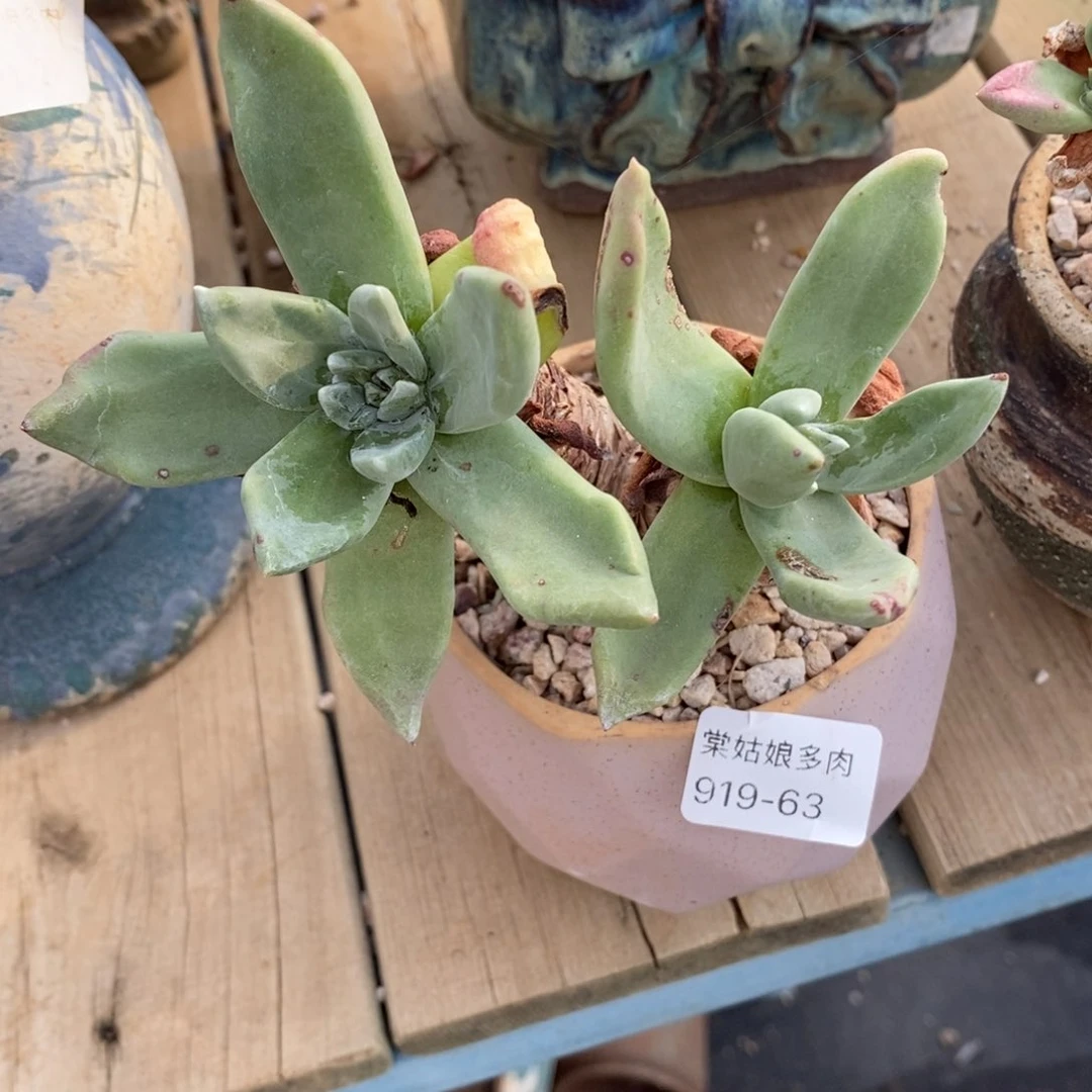 63号苹果叶粗腿子
