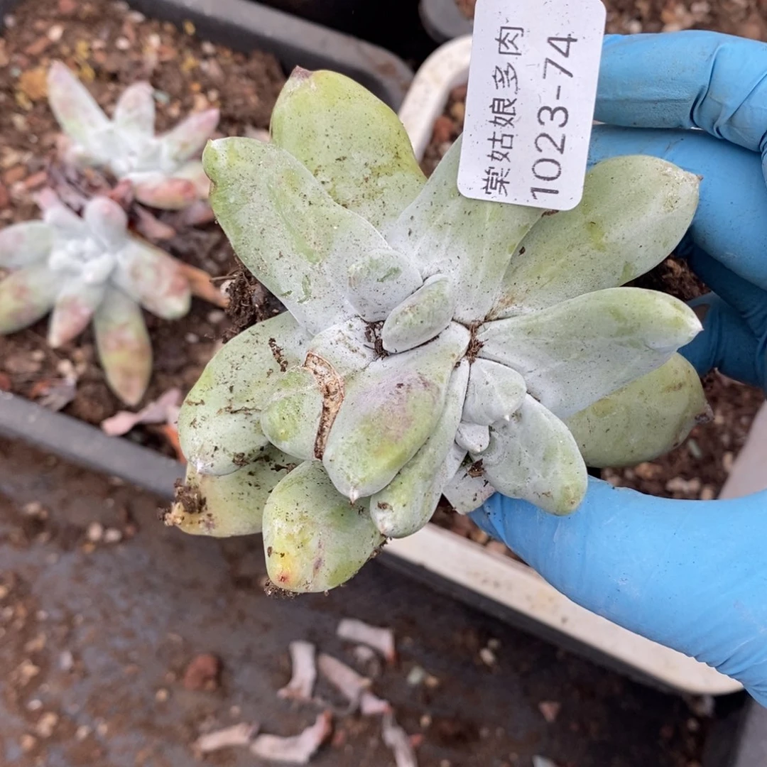 74号拇指群小可爱