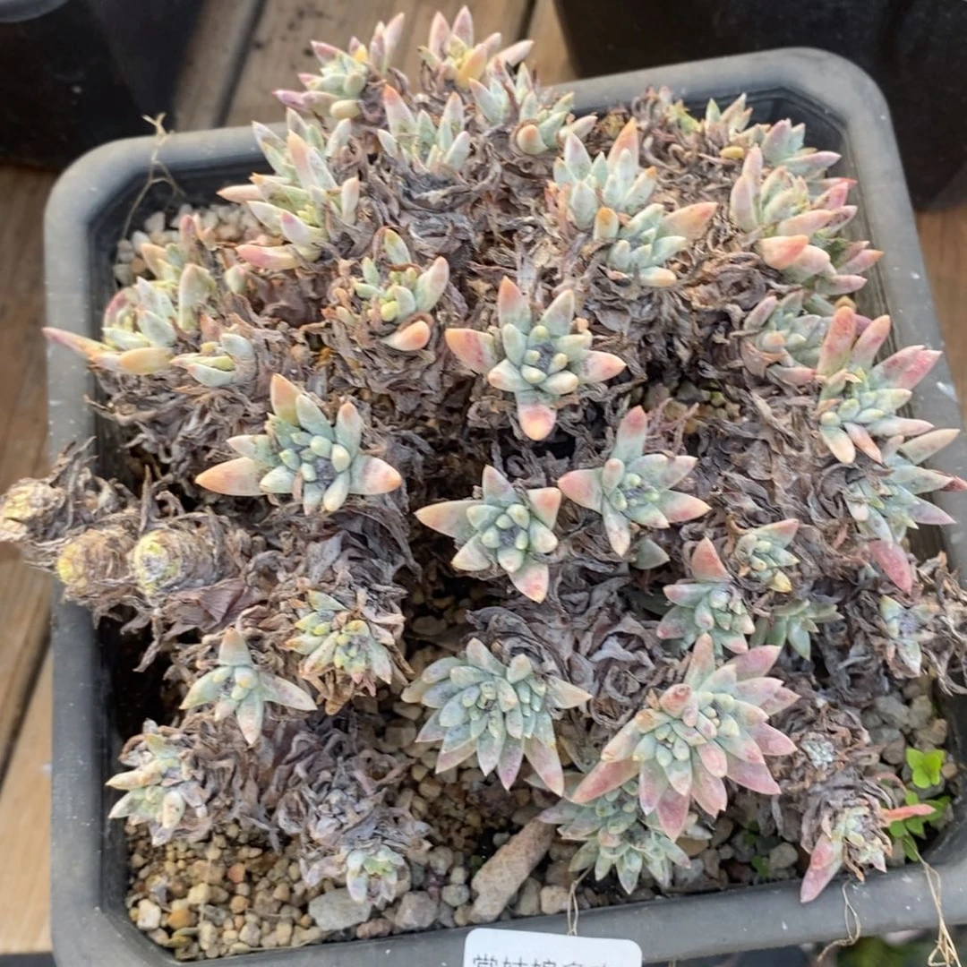 63号韩版白菊瑕疵