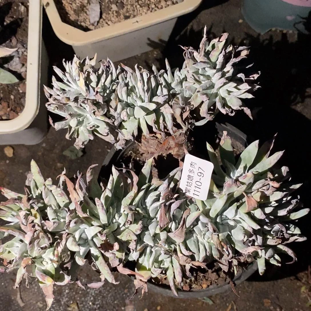 97号流丹缀化粗腿子