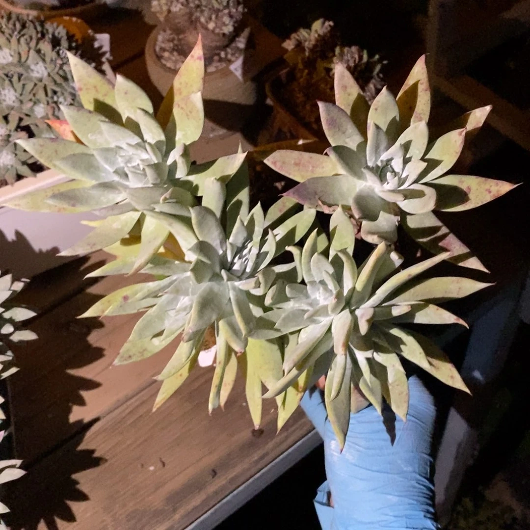 98号苹果叶粗腿子