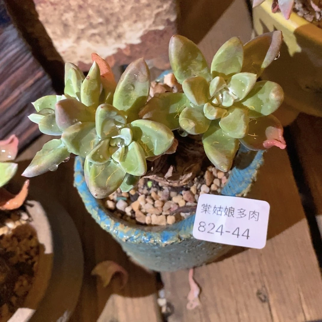 44号苹果叶小可爱