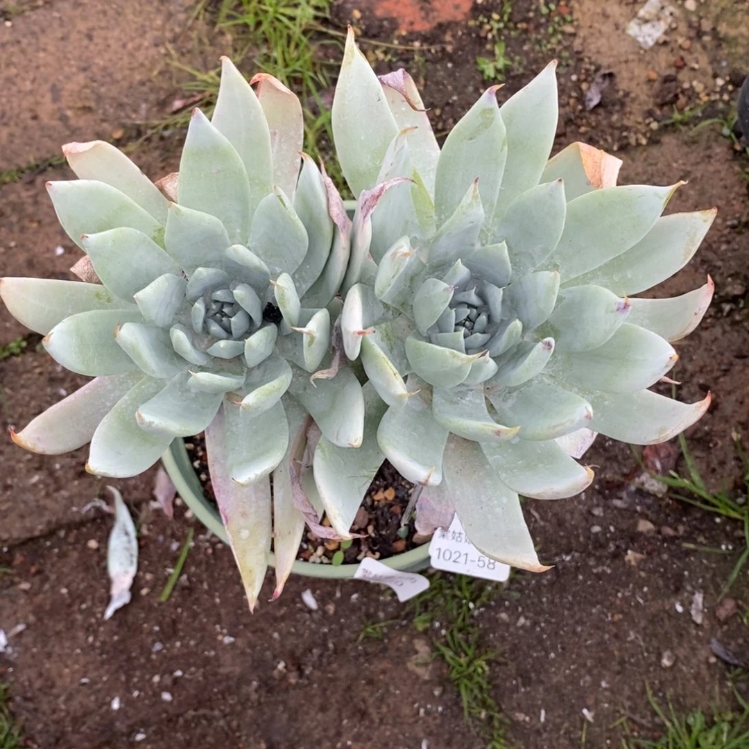 58号雪山群粗腿子