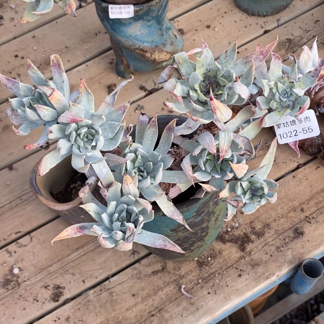 55号苹果叶瑕疵瑕疵