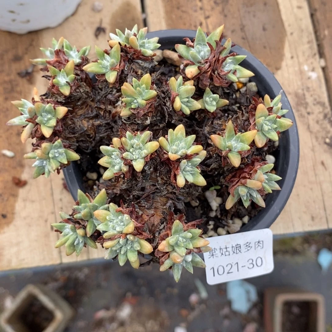 30号韩版白菊瑕疵瑕疵