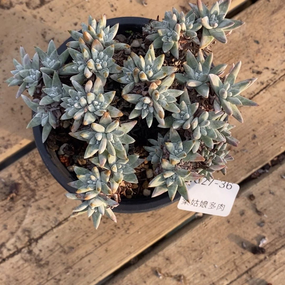 36号韩版格诺吗瑕疵