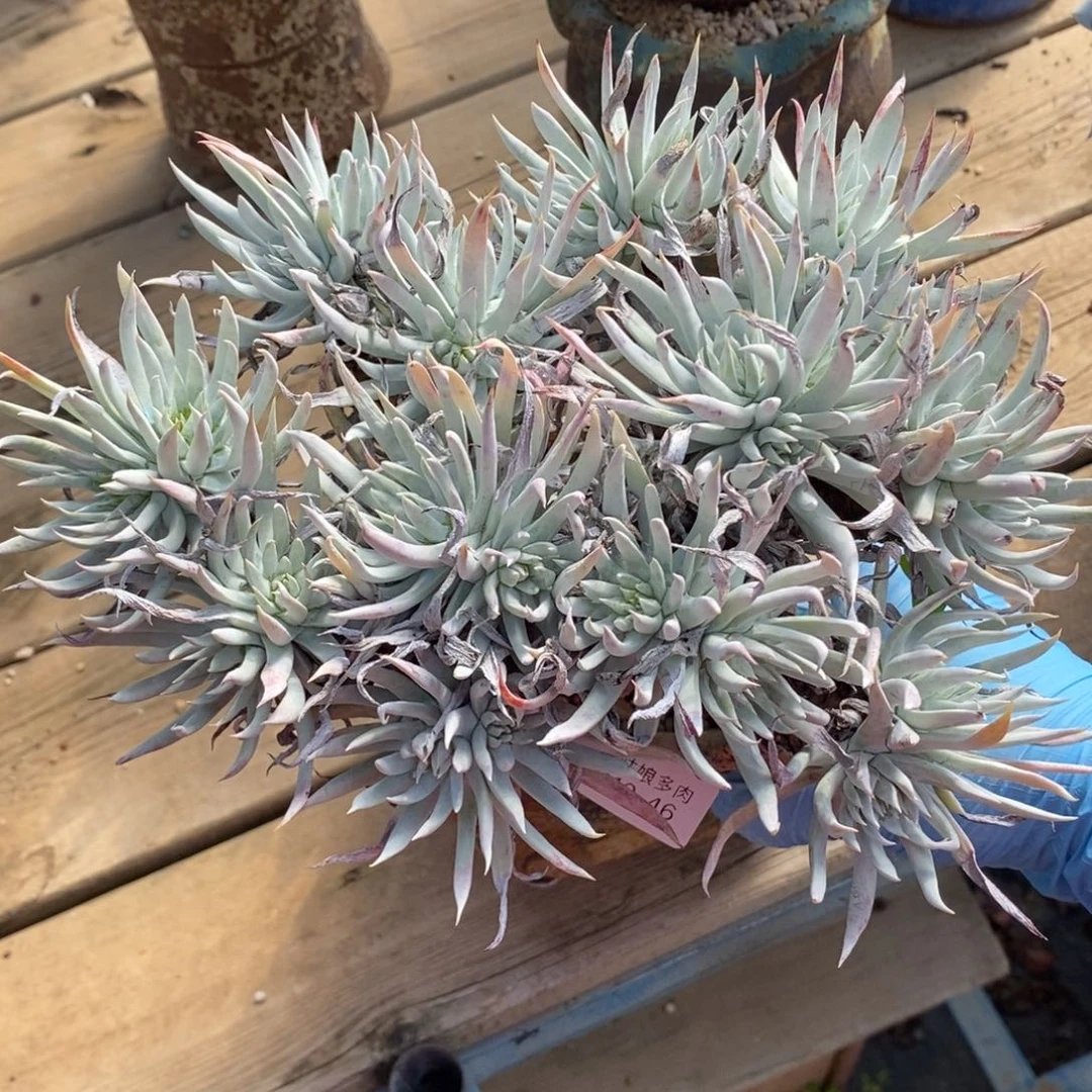 46号奴婢吉娜粗腿子