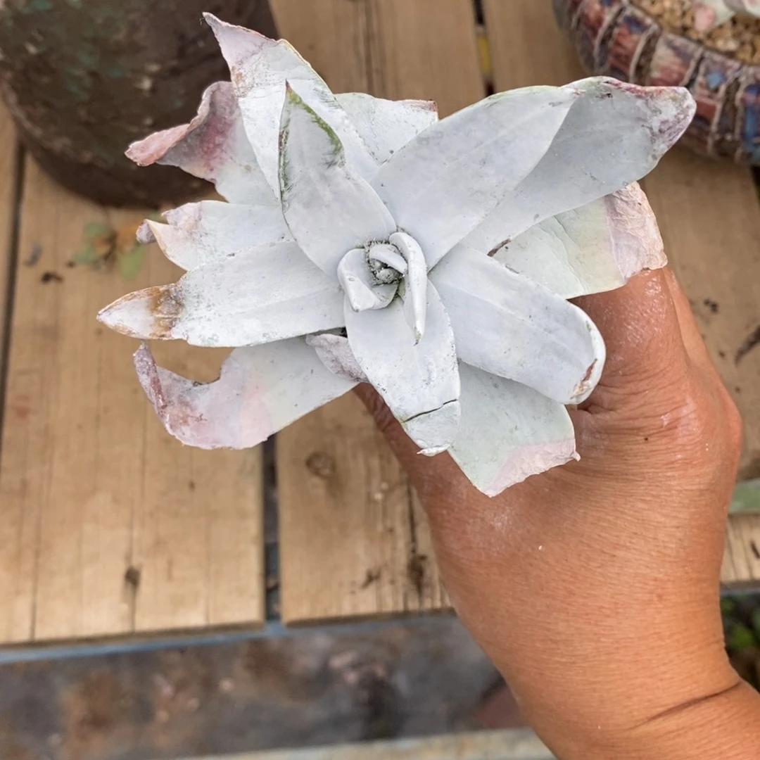 小*19号雪山小可爱吖