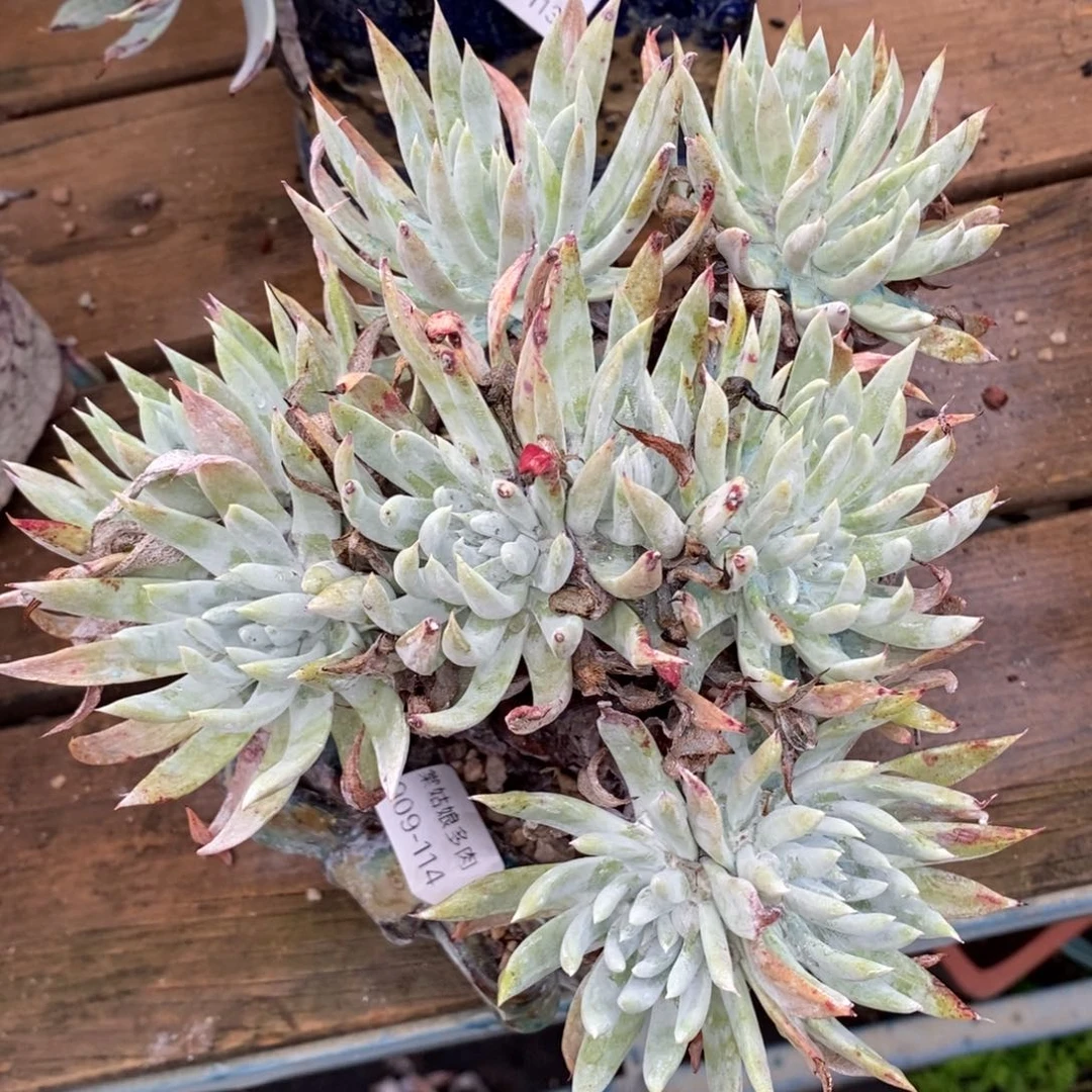 114号白菊杂奴婢粗腿