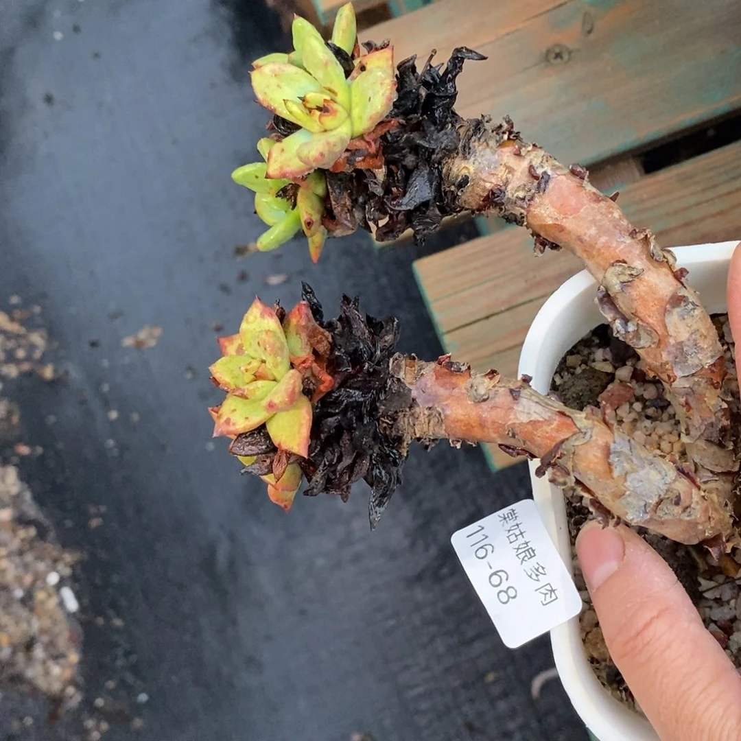 68号苹果叶野砍瑕疵