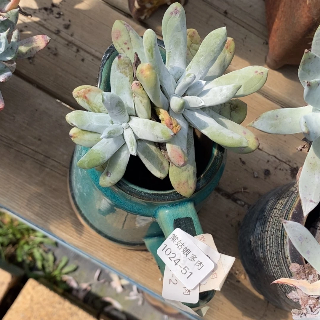 51号丸叶拇指小可爱