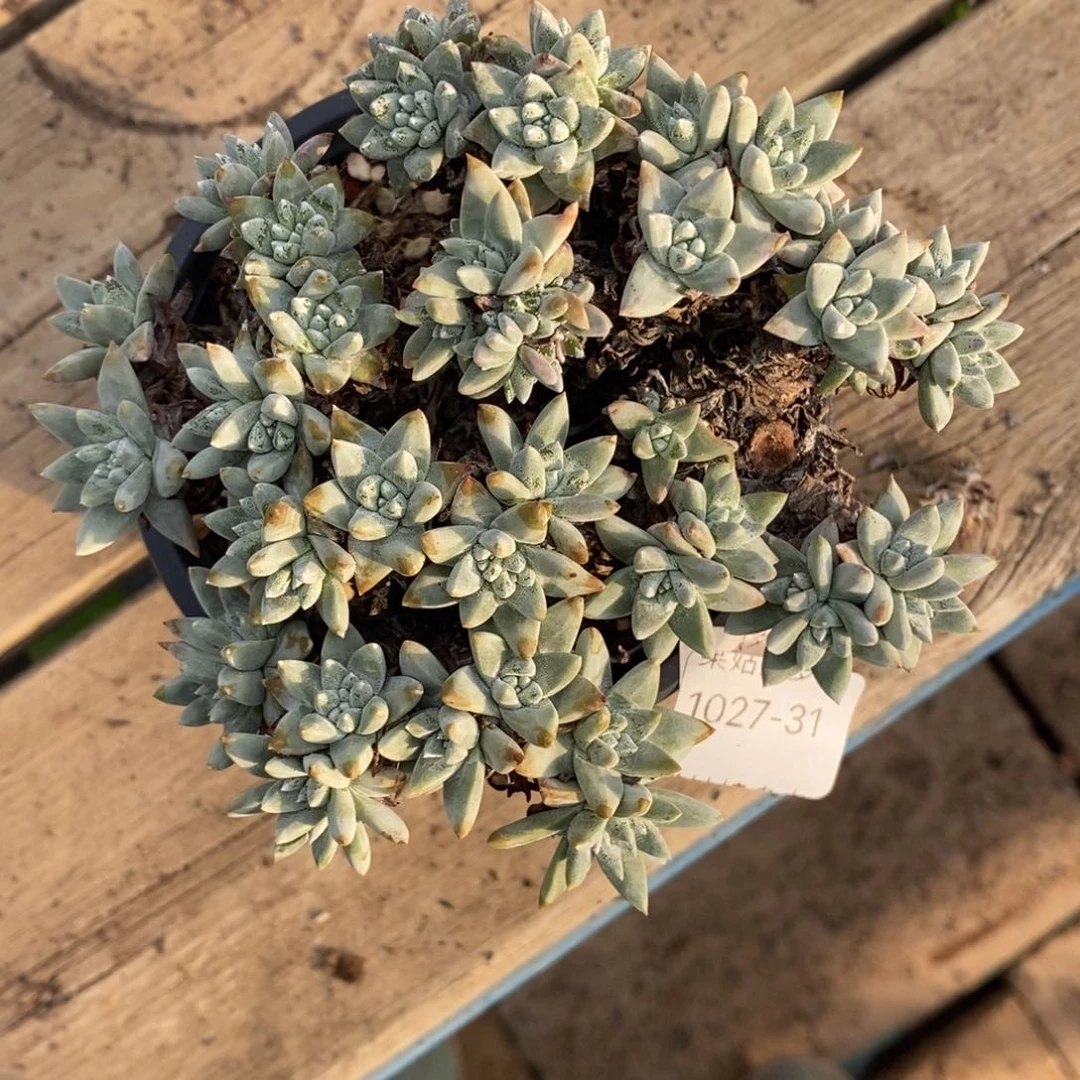 31号韩版格诺吗瑕疵瑕疵