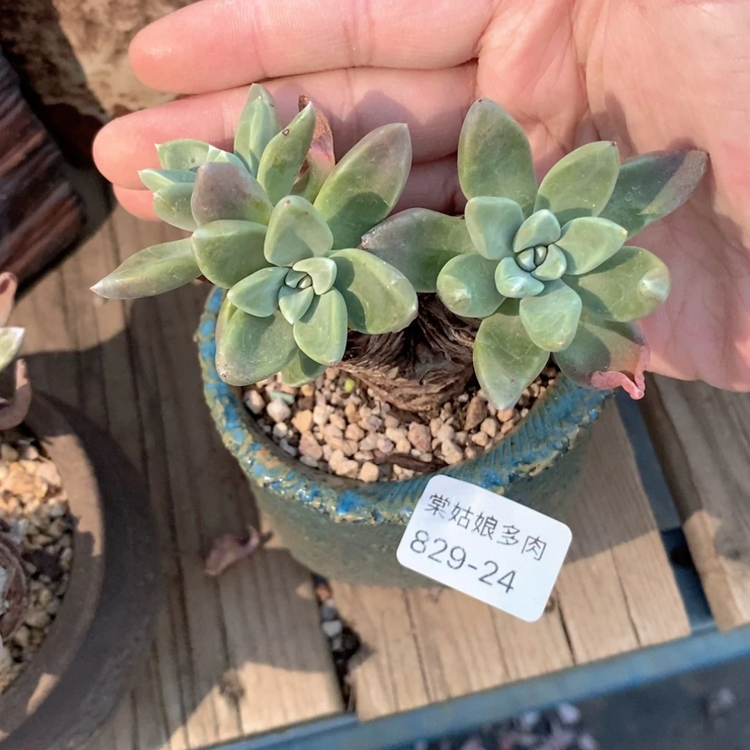 24号苹果叶粗腿子