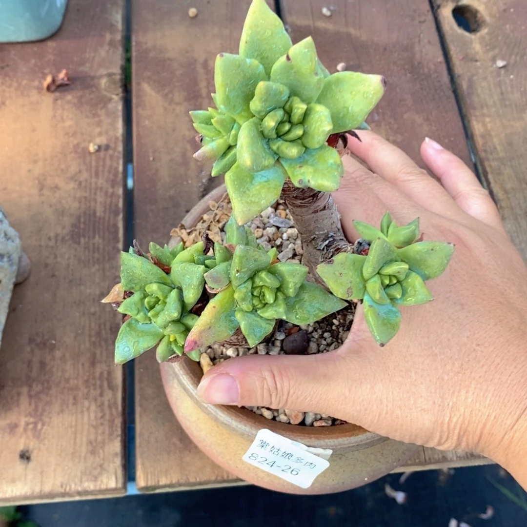 26号绿苹果叶粗腿子