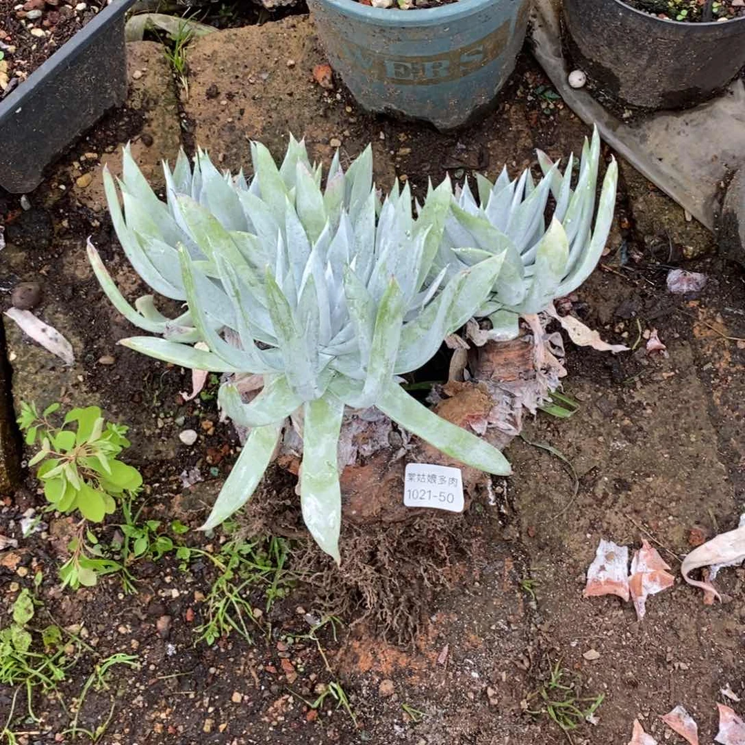 50号莫然伊瑕疵瑕疵