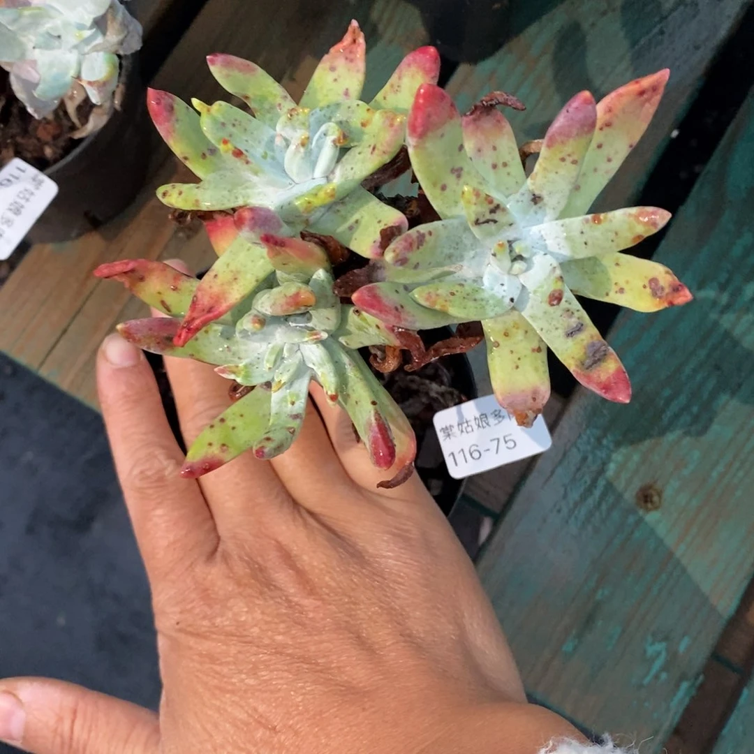 75号苹果叶小可爱