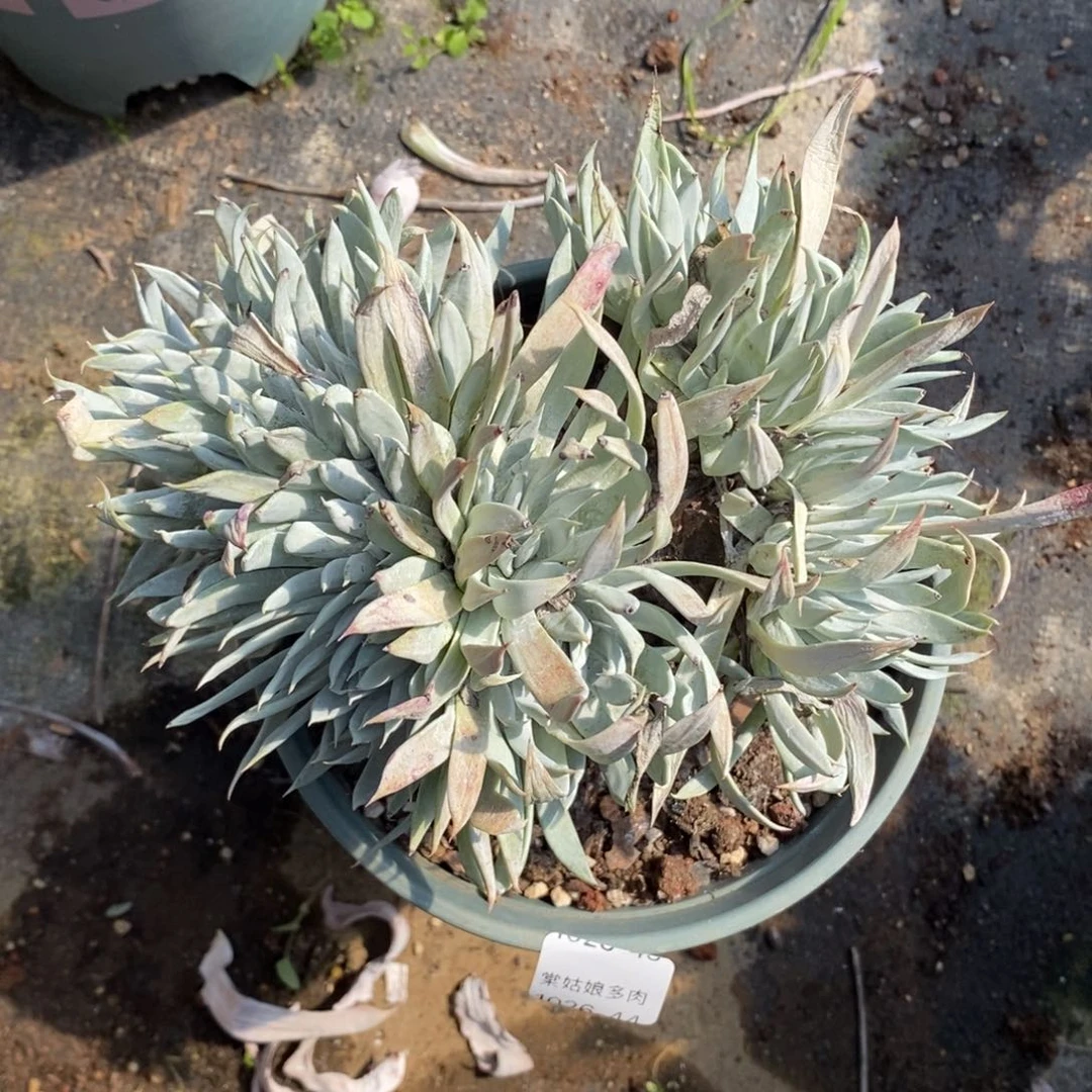 44号白菊杂粗腿子群