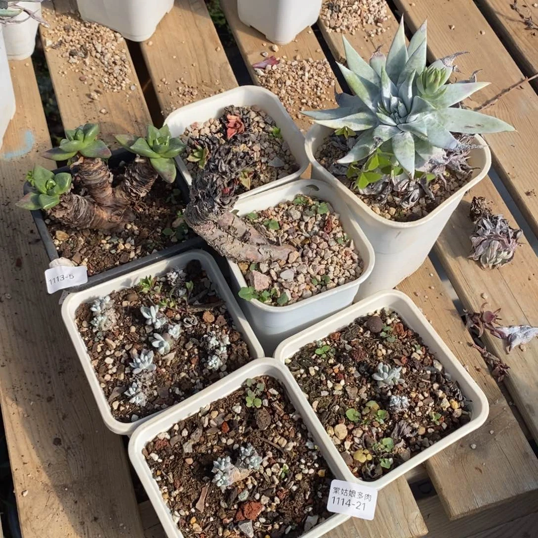 21号苹果叶瑕疵组合7颗