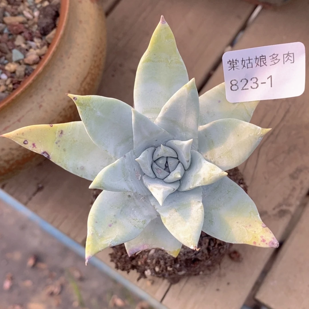 1号帕翠莎粗腿小可爱